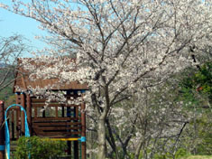 修理完了の滑り台も桜と共に園児待ち顔.JPG
